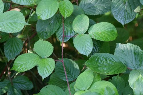 rostbjörnbär Rubus pedemontanus