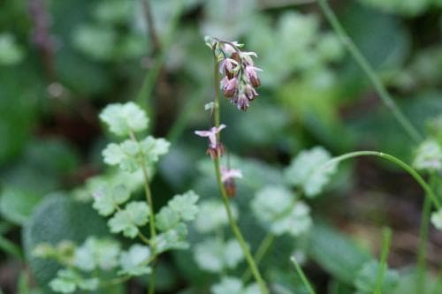 fjällruta Thalictrum alpinum