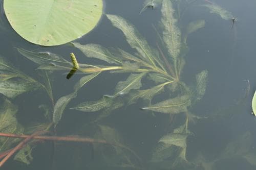 grovnate Potamogeton lucens