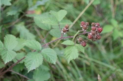 östgötabjörnbär Rubus hartmanii