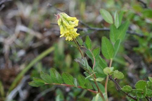 isvedel Astragalus frigidus