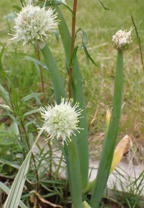 piplök Allium fistulosum