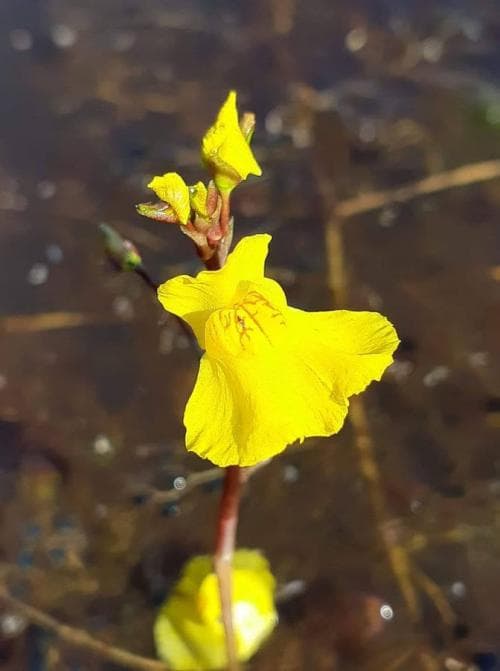 sydbläddra Utricularia australis