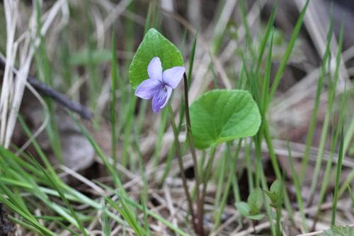 mossviol Viola epipsila