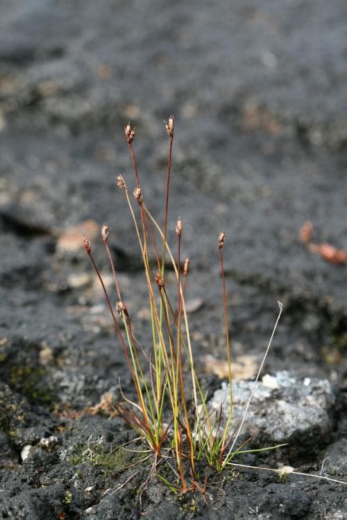 polartåg Juncus biglumis