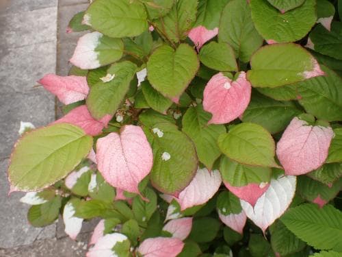 kameleontbuske Actinidia kolomikta