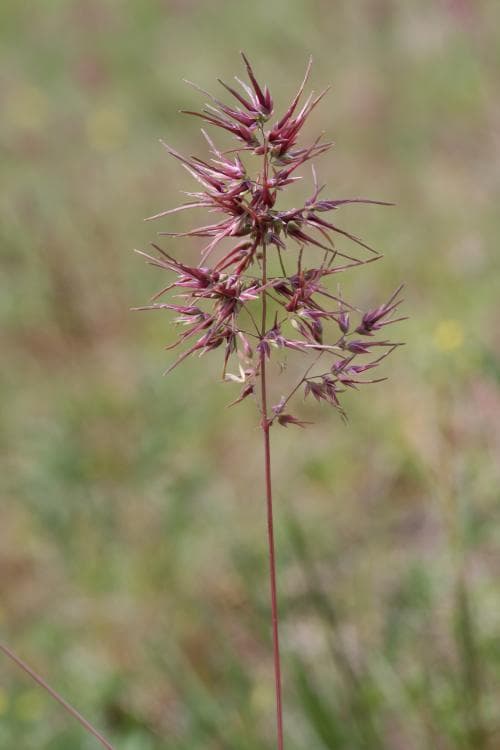 knölgröe Poa bulbosa