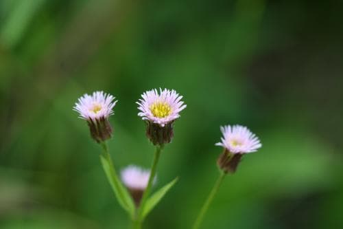 brunbinka Erigeron acris subsp. politus