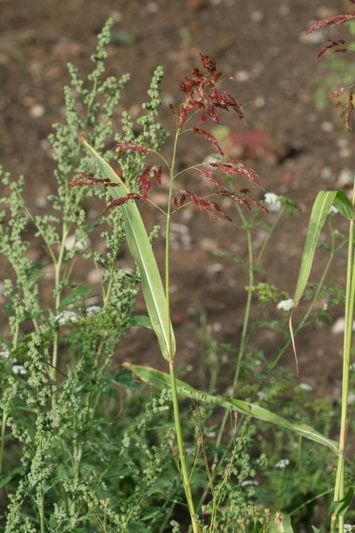 ogräsdurra Sorghum halepense