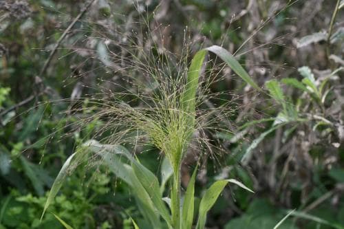 buketthirs Panicum capillare