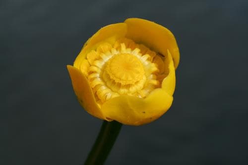 gul näckros Nuphar lutea