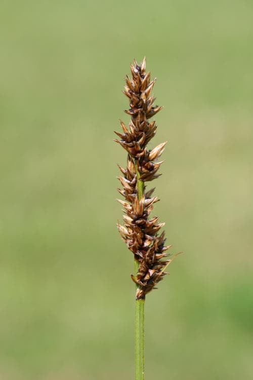 stor trindstarr Carex diandra var. major