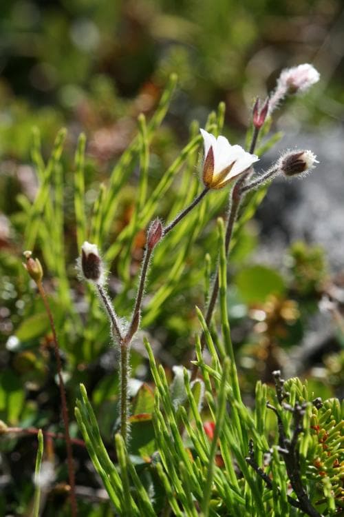 ullig fjällarv Cerastium alpinum subsp. lanatum
