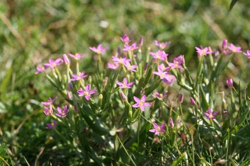 dvärgarun Centaurium pulchellum