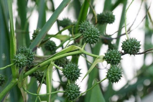 sotigelknopp Sparganium erectum