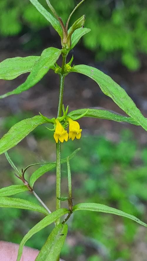 skogskovall Melampyrum sylvaticum