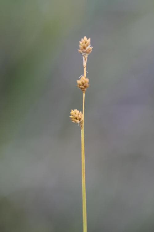 nordstarr Carex lapponica