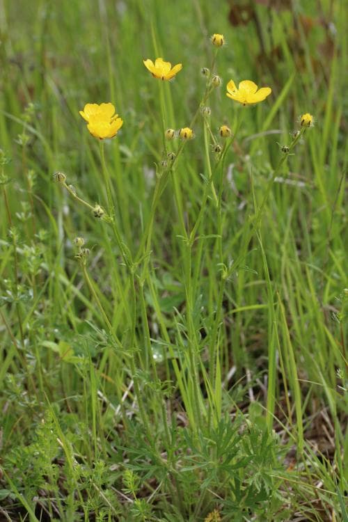 vanlig backsmörblomma Ranunculus polyanthemos subsp. polyanthemos