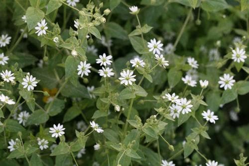 sprödarv Myosoton aquaticum