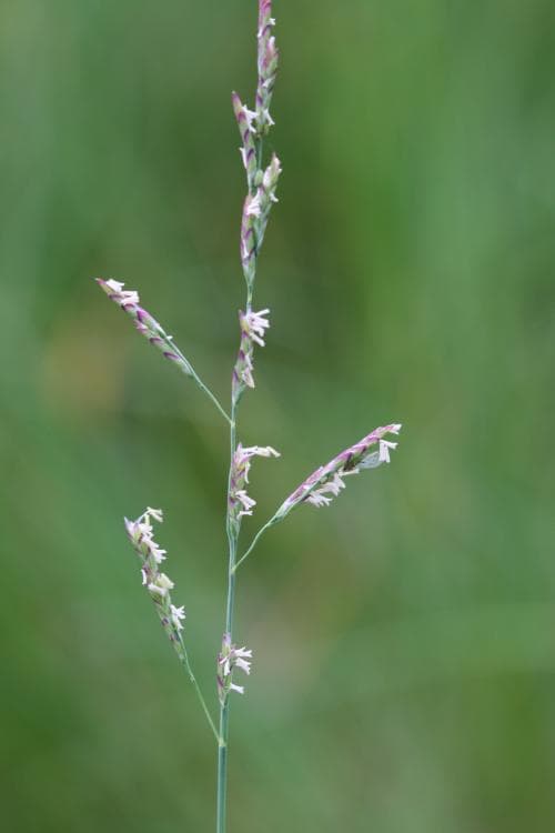 revigt saltgräs Puccinellia maritima
