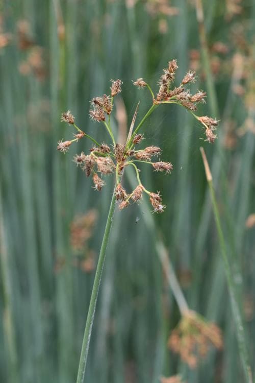 säv Schoenoplectus lacustris