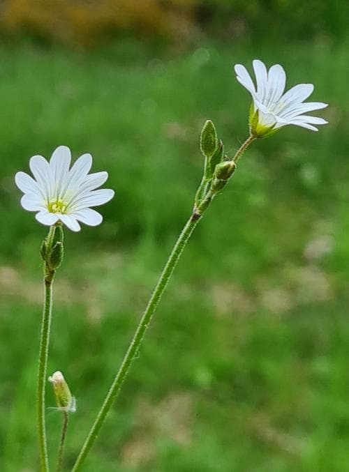 fältarv Cerastium arvense