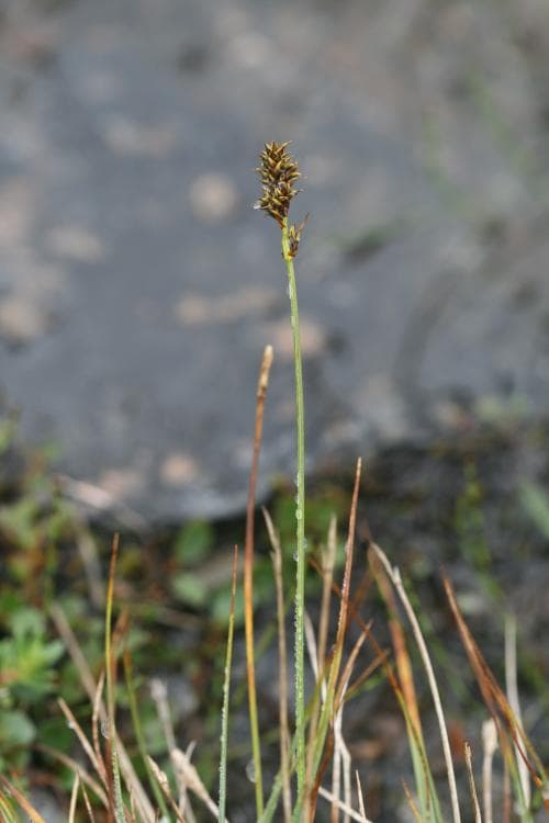 ripstarr Carex lachenalii