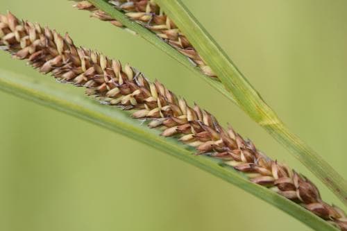 österbottensstarr Carex halophila