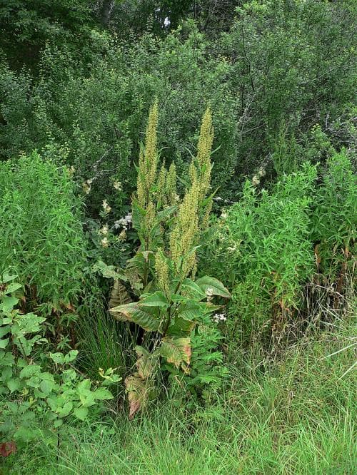 hästskräppa Rumex aquaticus