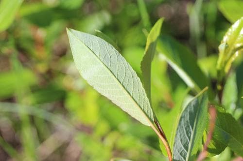 grönvide Salix phylicifolia