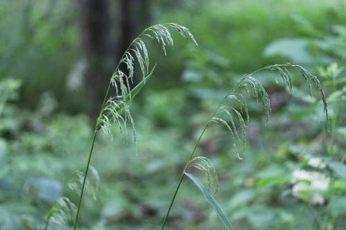 sötgräs Cinna latifolia