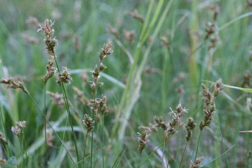 ölandsstarr Carex colchica