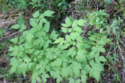 röd trolldruva Actaea erythrocarpa
