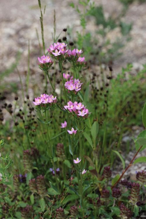 flockarun Centaurium erythraea var. erythraea