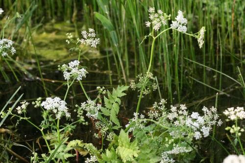 bäckmärke Berula erecta