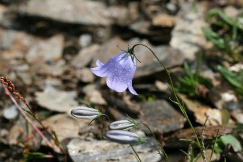 skredblåklocka Campanula rotundifolia subsp. groenlandica
