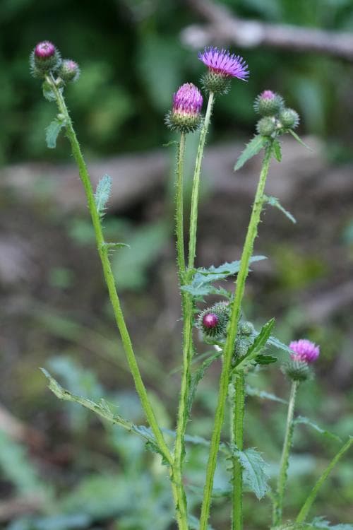 krustistel Carduus crispus