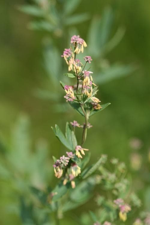 vanlig backruta Thalictrum simplex subsp. simplex