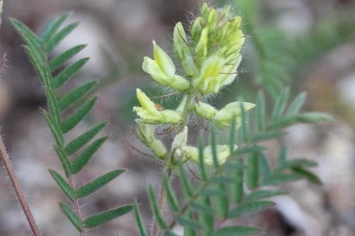 luddvedel Oxytropis pilosa