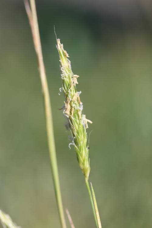 renkavle Alopecurus myosuroides
