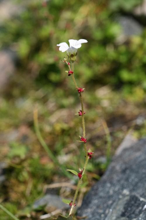 knoppbräcka Saxifraga cernua