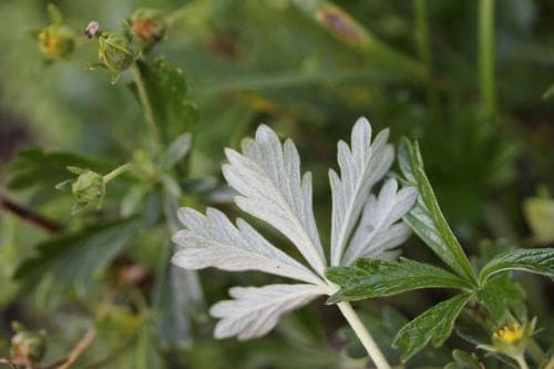vanlig femfingerört Potentilla argentea var. argentea