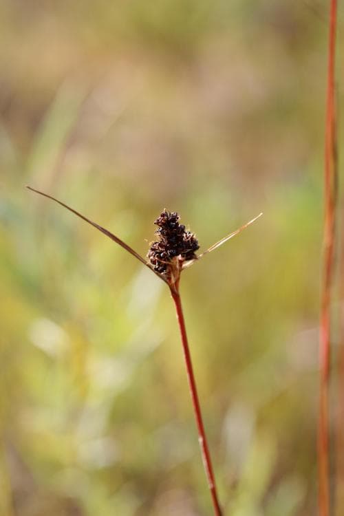 svartfryle Luzula sudetica