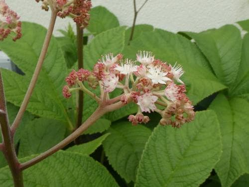 bronsrodgersia Rodgersia podophylla