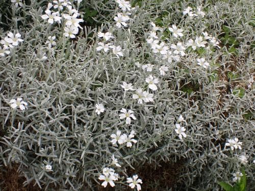silverarv Cerastium tomentosum