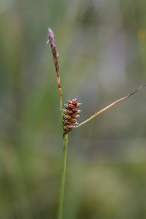 rundstarr Carex rotundata