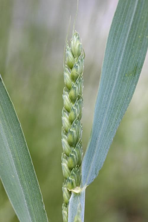 vete Triticum aestivum