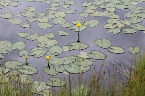 dvärgnäckros Nuphar pumila