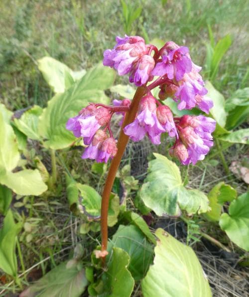 hjärtbergenia Bergenia cordifolia