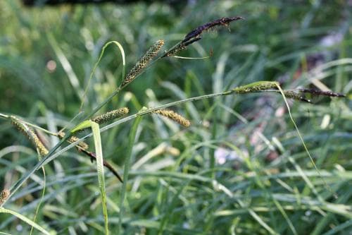 brunstarr Carex acutiformis